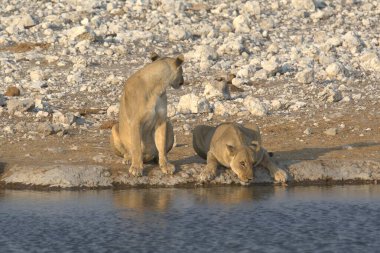 Suda beyaz bir aslanın yakın plan fotoğrafı. Arka planda su var.