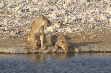 Suda bir grup genç beyaz aslan var.