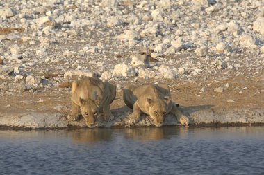 Sudaki beyaz kutup ayısı
