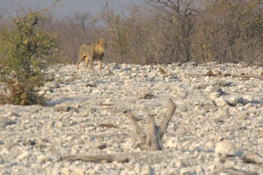 Kenya 'da bir grup vahşi hayvan.