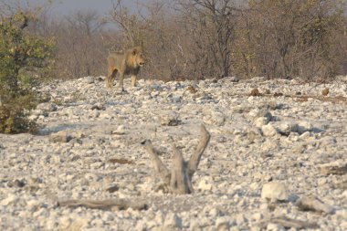 Namibya 'daki Etoşa Milli Parkı' nda aslan var.