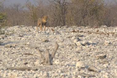 Vahşi bir köpeğin güzel bir fotoğrafı.