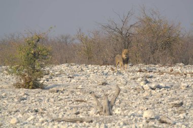 Ormandaki Afrika çalısı
