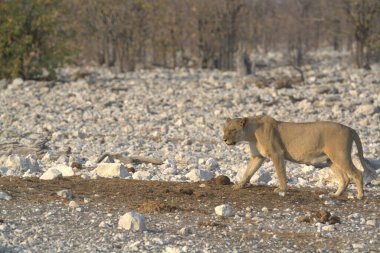 Kumda yürüyen vahşi beyaz bir aslan.
