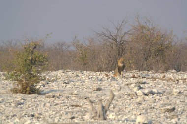 Kırmızı kuyruklu maymun vahşi doğada
