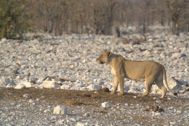 Etoşa Ulusal Parkı, Namibya 'da beyaz bir aslan.