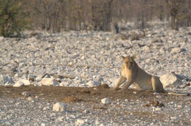 Namibya 'daki Etoşa Ulusal Parkı' nda beyaz aslan.