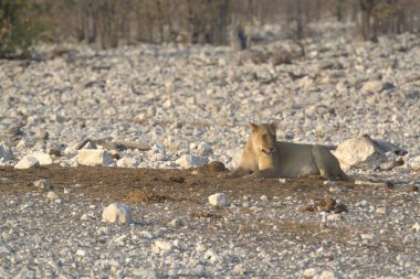 Namibya 'daki Etoşa Milli Parkı' nda aslan.