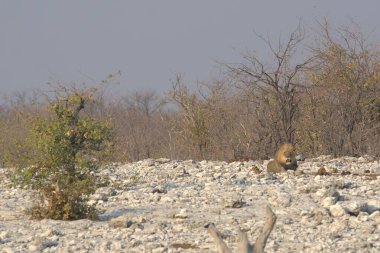 Ormandaki gri sincap.