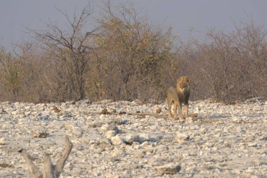 Afrika savanındaki aslan.