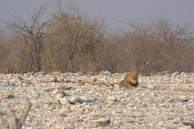 Namibya 'daki Etoşa Milli Parkı' nda aslan.