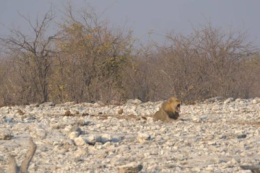 Afrika bozkırında vahşi bir ayı