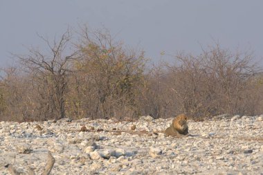 Kenya savanındaki aslan