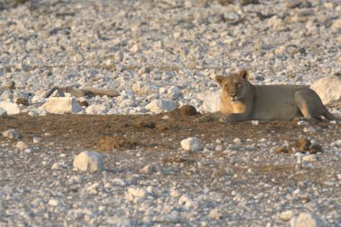 Etoşa Ulusal Parkı, Namibya 'da vahşi aslan
