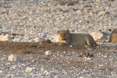 Namibya 'da Etoşa' da dinlenen aslan