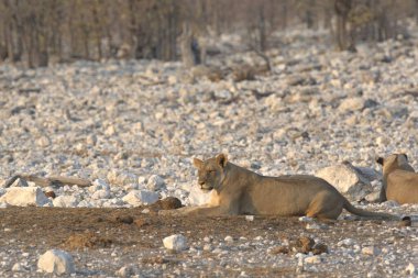 Afrika savanındaki aslan.