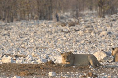 Savanadaki bir grup aslan.