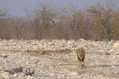 Savanadaki bir grup vahşi hayvan.