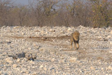 Kumda bir aslanın yakın çekimi.