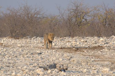 Savanadaki bir aslanın güzel bir resmi.