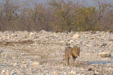 Namibya 'daki Etoşa' da aslan.
