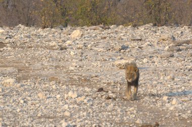 Aslan, Panthera dae familyasından bir aslan cinsidir. Kuzey Feligenus 'taki felidae familyasının bir üyesi..