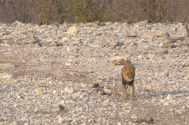 Afrika savanındaki aslan.
