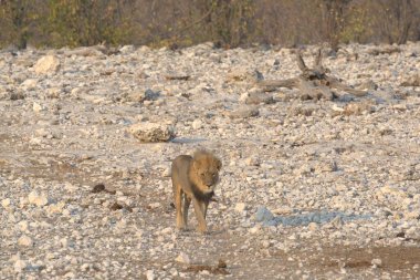 Hayvanat bahçesindeki aslan