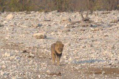 Ormandaki beyaz köpek