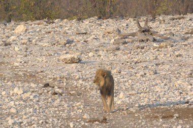 Kızıl Aslan vahşi doğada
