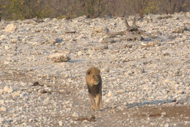 Ormandaki genç bir aslanın güzel bir fotoğrafı.