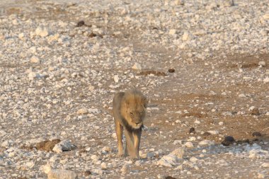 Afrika 'nın bozkırındaki aslan