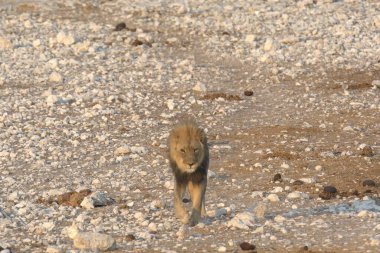 dog in nature, animals