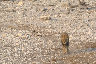squirrel at wild african wildlife park in etosha national park, namibia