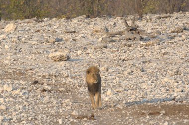 a dog walks along the road in the forest