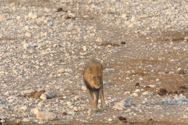 the lion is the species of the genus of the genus of a family of the family. the member of the felidae family. panthera