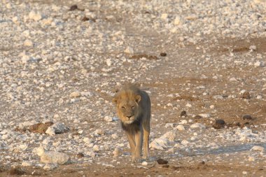Afrika 'da Namibya aslanı