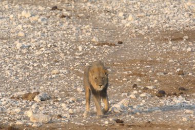 the wild jackal is walking on a sand dune in the desert