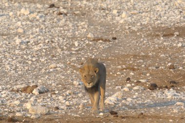 Namibya, Afrika 'da aslan