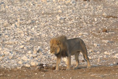 Afrika 'da Namibya aslanı