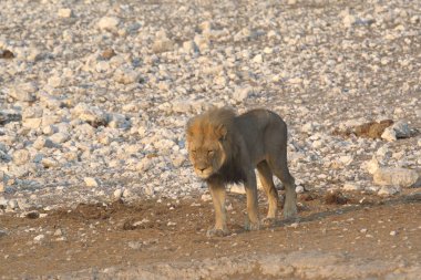 Afrika 'da Etoşa' da aslan