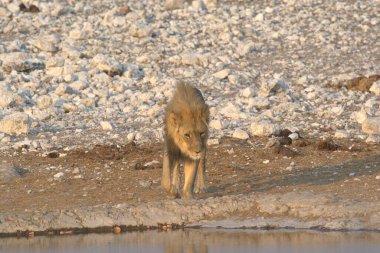 Su birikintisinde aslan