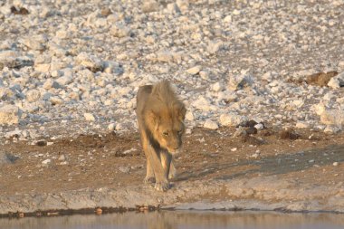Savanadaki vahşi aslan