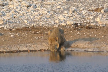 african lion in the water