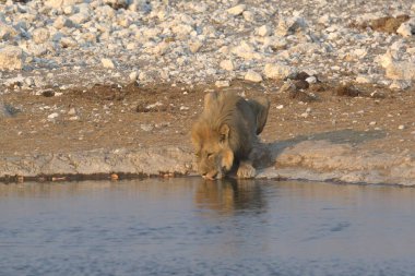 lion drinking water in etosha national park in namibia, africa