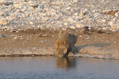Etoşa Ulusal Parkı 'ndaki Afrika aslanı.