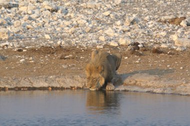 african elephant ( loxodonta africana ) drinking water in the etosha park in namibia