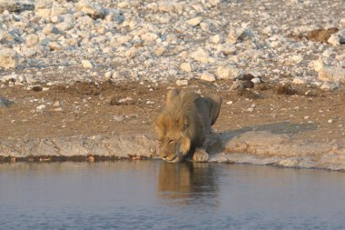a closeup shot of a cute lion in a water