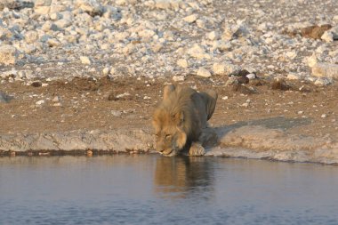 a closeup of a white water lion drinking water from the sand