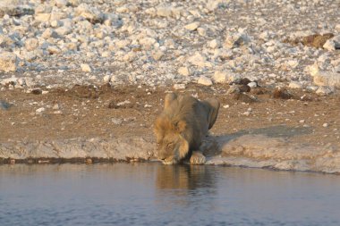lion ( panthera leo ) drinking water in the water of etosha in namibia africa